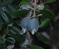 Marliera edulis